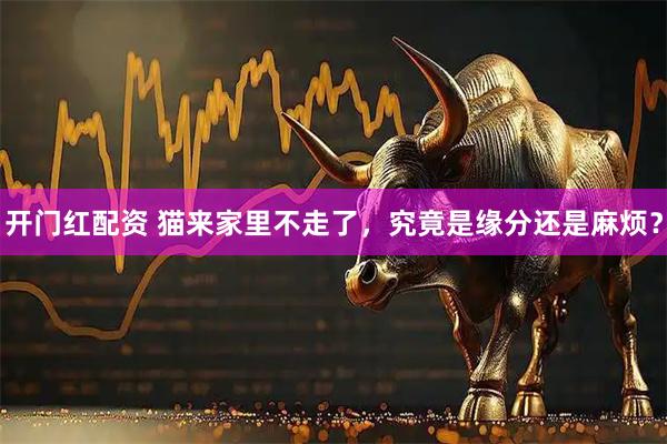 开门红配资 猫来家里不走了，究竟是缘分还是麻烦？