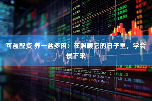 可盈配资 养一盆多肉：在照顾它的日子里，学会慢下来